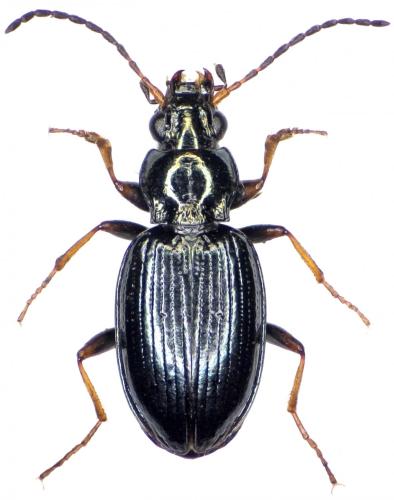Réf. 269 418 : Bembidion tibiale